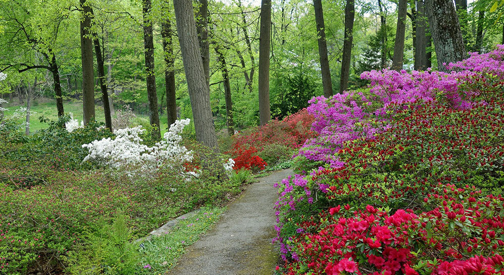 Hofstra Arboretum, United States